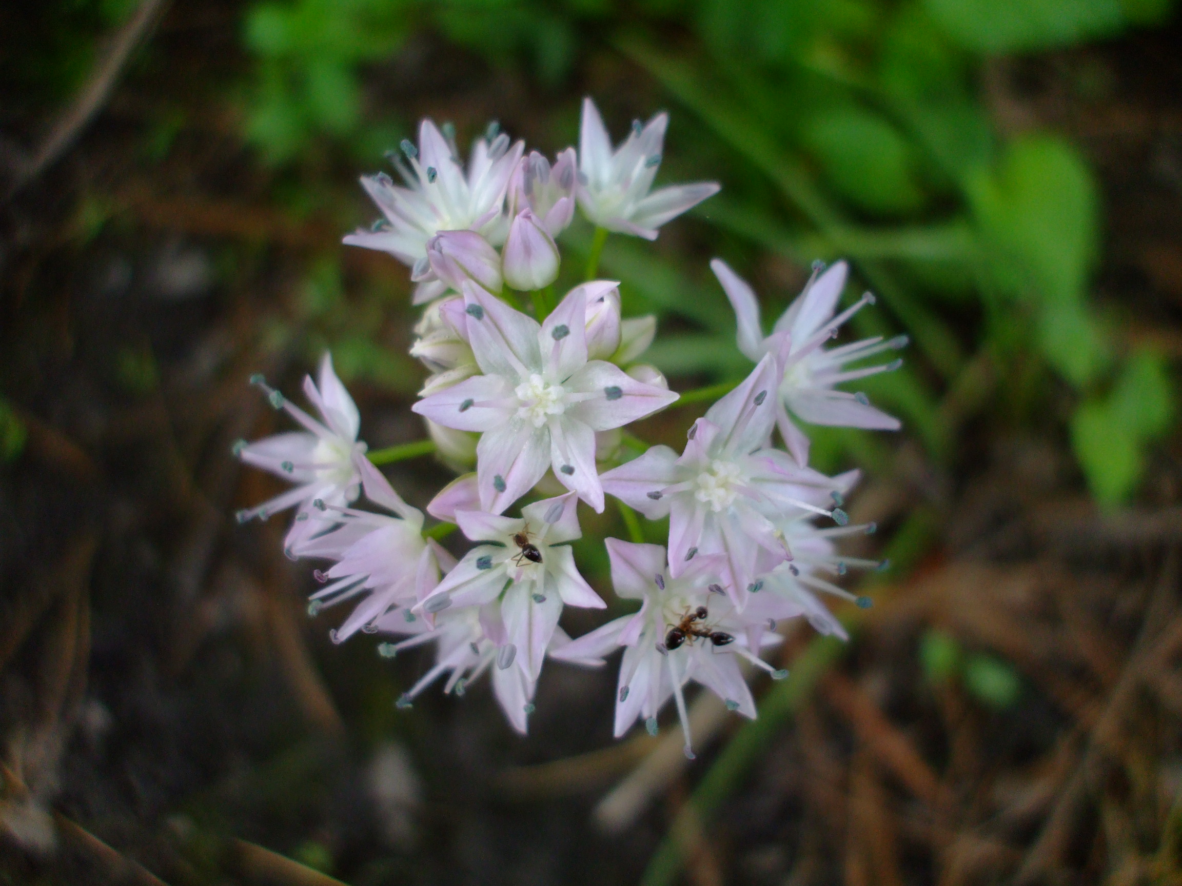 Allium douglasii
